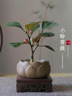 绪稳定花盆菩提树盆栽植物室内禅意盆景办公室桌面养花卉绿情