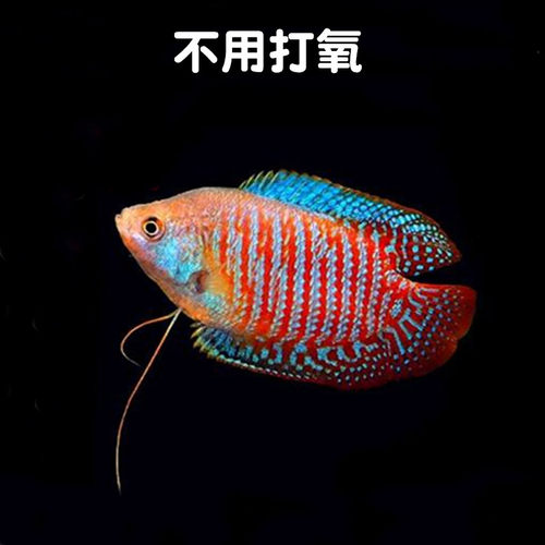 鱼活体五彩练手淡水观赏