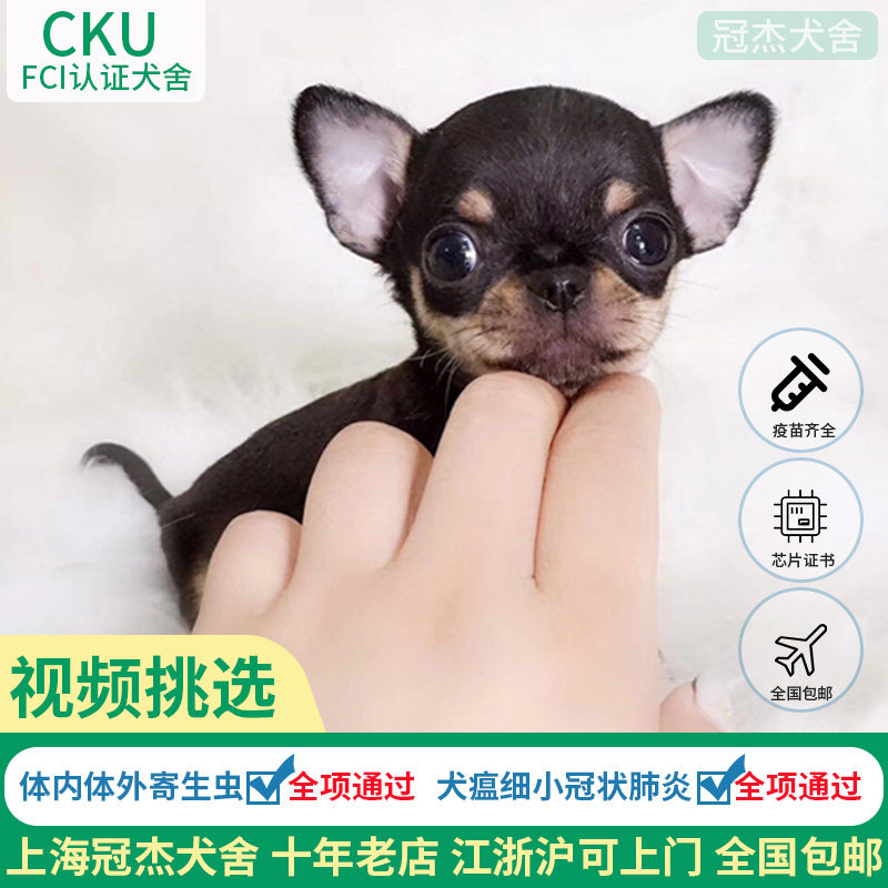 cku赛级双血统纯种吉娃娃幼犬吉娃娃犬小鹿犬幼犬纯种茶杯犬宠物