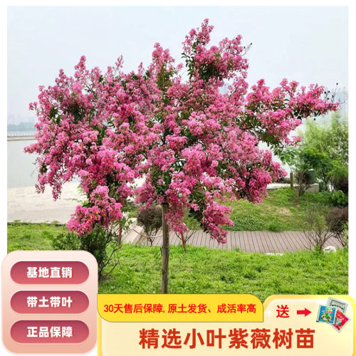 百日红小叶紫薇耐寒庭院风景树苗