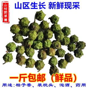 新鲜柏树果500g包邮柏木果药材山区现摘柏树籽侧柏果干货香柏树子