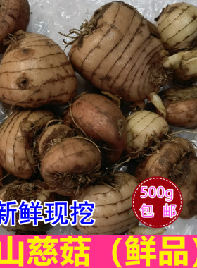 新鲜广西山慈菇中药材包邮