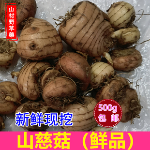 新鲜广西山慈菇 中药材山慈姑500g包邮冰球子山茨菇 另有干品
