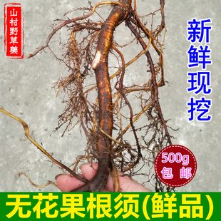 新鲜无花果根 果园现挖无花果树根500g包邮 可煲汤煮水熏洗中药材