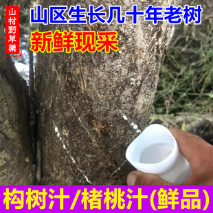 新鲜构树汁 现采楮树汁液10毫升包邮中药材 山区构桃树构乳树原汁