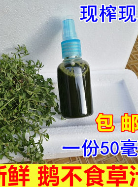 新鲜鹅不食草汁包邮鹅仔不吃草