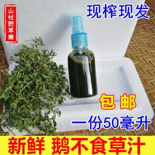 新鲜鹅不食草汁 现榨汁液50ml瓶包邮 饿不食草鹅仔不吃草药送喷瓶