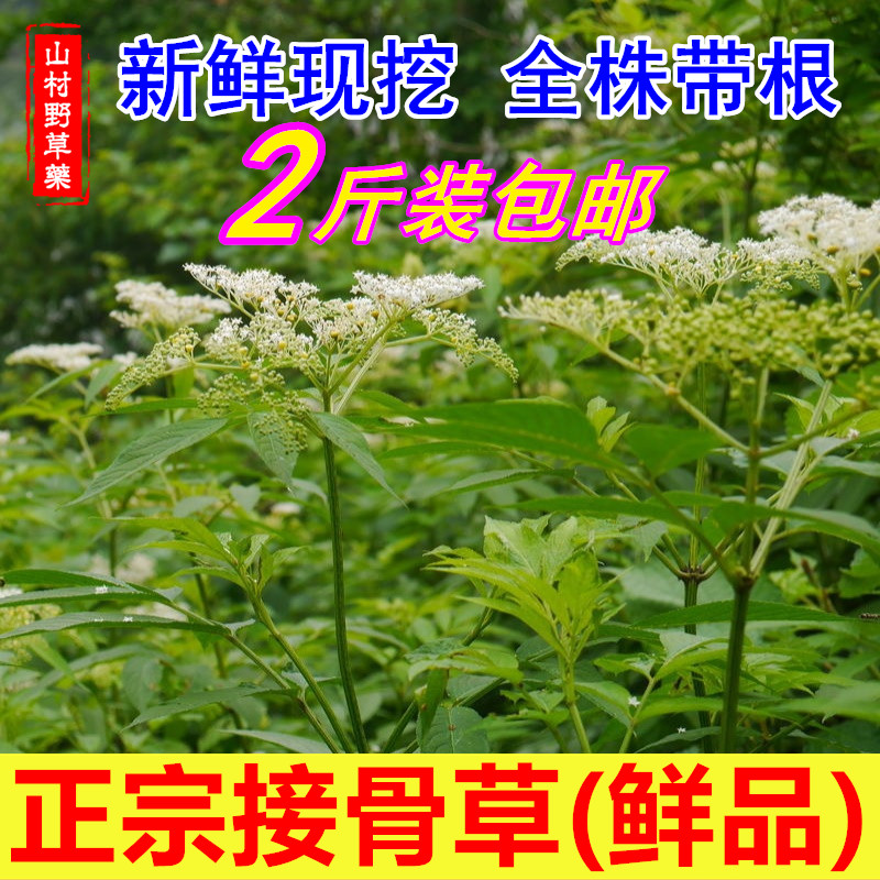 2斤新鲜接骨草全株带根 陆英四川八棱麻大臭草包邮顺筋枝叶中药材