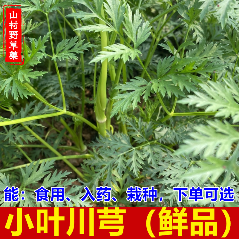 小叶川芎 食用新鲜川芎茎叶包邮 四川发货 有可栽种和干货 中药材