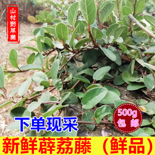 现采新鲜薜荔藤 凉粉藤木莲藤500g包邮 白凉粉果藤木馒头中草药材