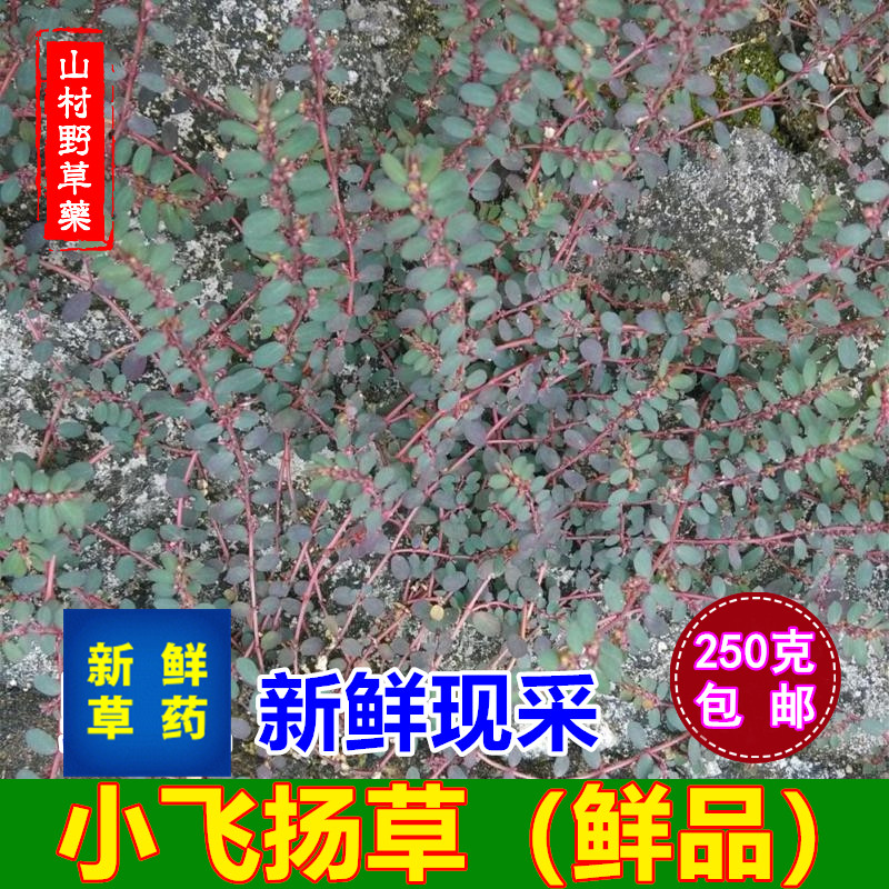 新鲜小飞扬草 现采千根草细叶飞扬乳汁草痢子草250g包邮 中草药材