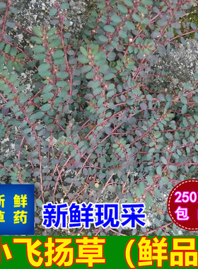 小飞扬草新鲜千根草乳汁草包邮