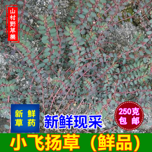 新鲜小飞扬草 现采千根草细叶飞扬乳汁草痢子草250g包邮 中草药材