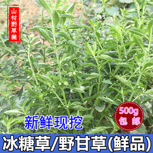 现挖新鲜冰糖草 野甘草整棵四时茶土甘草根500g包邮 米碎草中药材