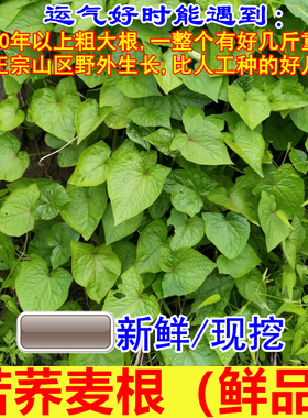 新鲜野兰荞 苦荞麦根(野桥荞麦 苦荞头 金乔麦根 荞叶七)中草药材