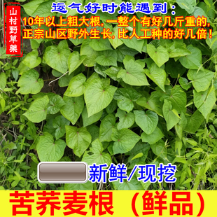 新鲜野兰荞 苦荞麦根(野桥荞麦 苦荞头 金乔麦根 荞叶七)中草药材