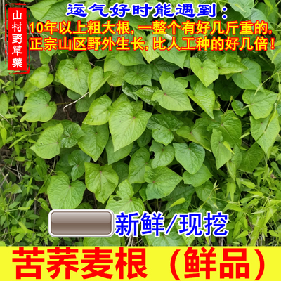 新鲜金荞麦根野兰荞苦荞头包邮