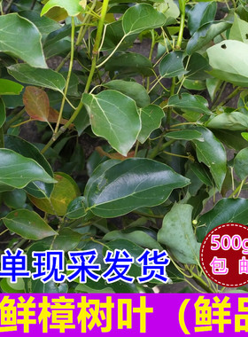 香樟树叶樟木枝叶树枝树根包邮