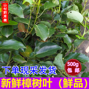 新鲜香樟叶 樟树果子枝叶500g包邮 油樟树根扭伤筋驱蚊止痒入药用
