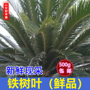 新鲜铁树叶500g包邮 朱蕉叶苏铁树叶子中药材水煎煮汤 可装饰用途