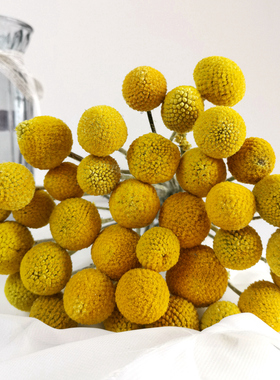 精选A级黄金球干花花束风干真花ins小清新居家装饰插花拍摄道具