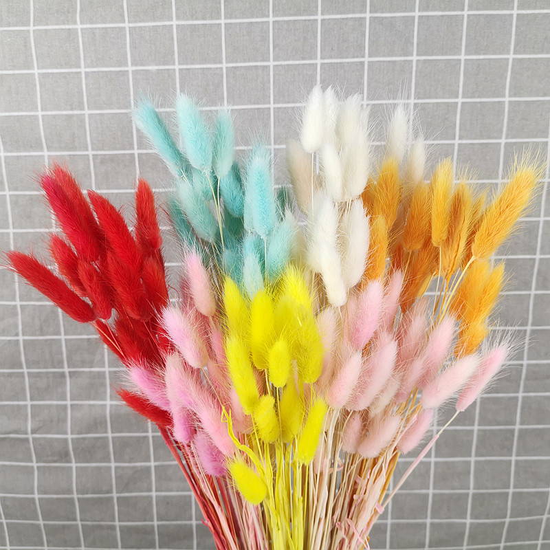 干花兔尾草狗尾草干花花束简约文艺客厅装饰摆设欧式田园摄影道具