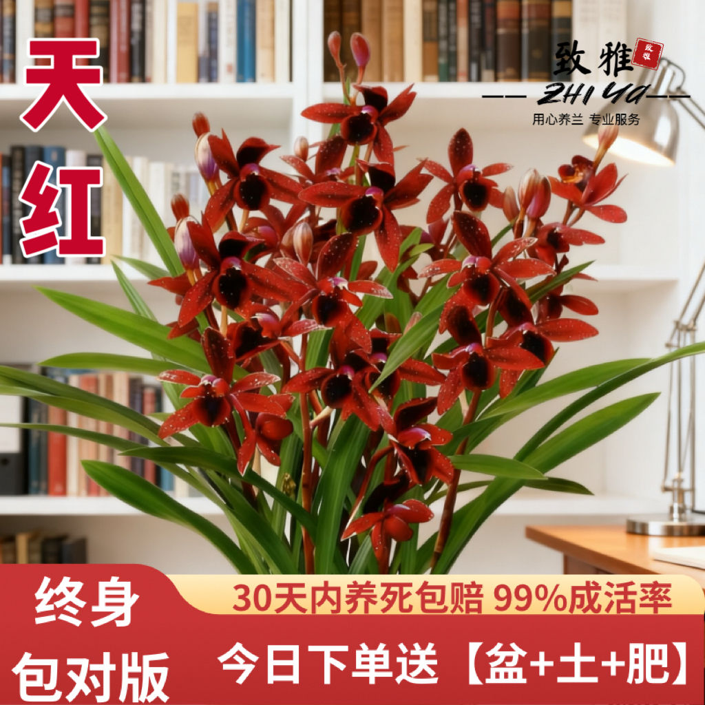 建兰天红四季兰花苗带花苞室内好养浓香花卉盆栽绿植开花客厅阳台