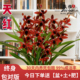 建兰天红四季 兰花苗带花苞室内好养浓香花卉盆栽绿植开花客厅阳台