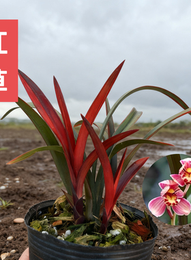 名贵兰花苗寒兰红草红荷高端浓香好养室内客厅茶室花卉绿植红叶