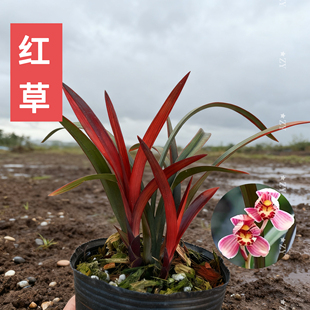 名贵兰花苗寒兰红草红荷高端浓香好养室内客厅茶室花卉绿植红叶