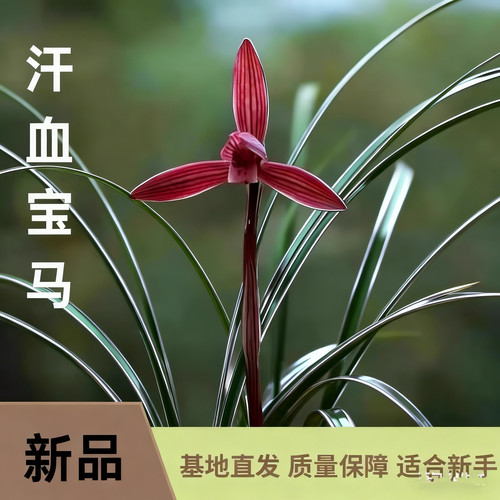 金边兰 四季兰 汗血宝马 室内盆栽兰花 开花特香