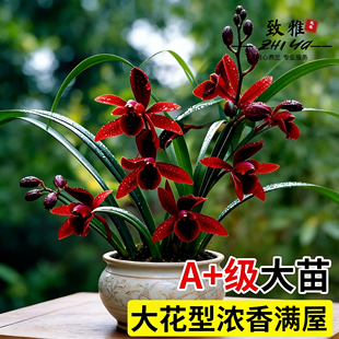 建兰天红四季兰花苗带花苞室内好养浓香花卉盆栽绿植开花客厅阳台