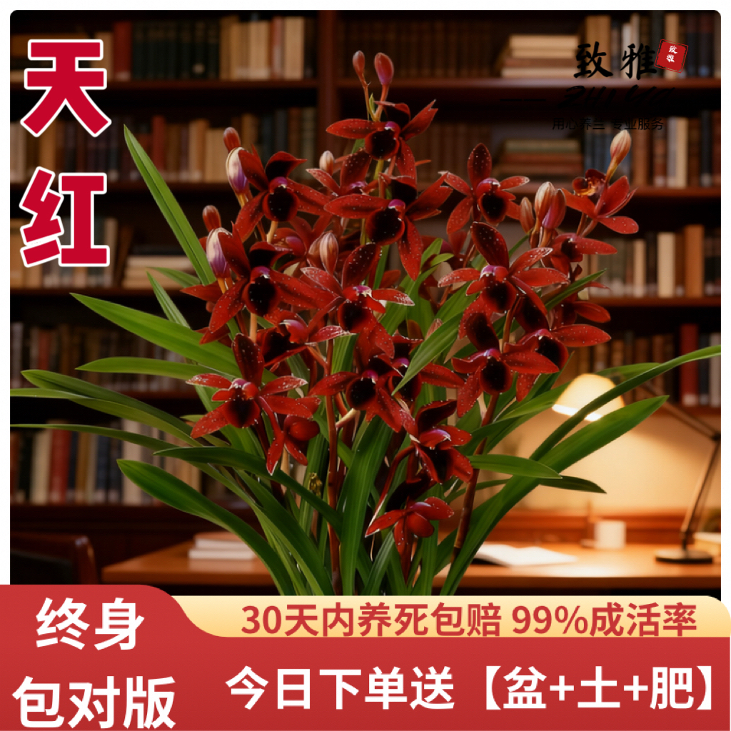 对版兰花苗四季建兰天红夏带花浓香好养室内办公室绿植花卉盆栽