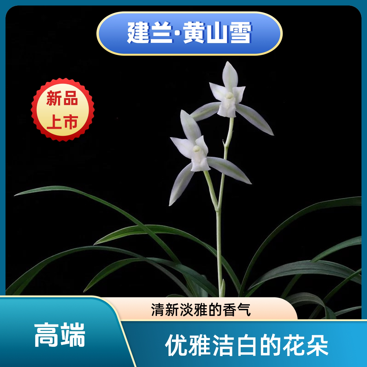 黄山雪经典永恒精致建兰小草大花高出架精品兰花四季开花清新素花