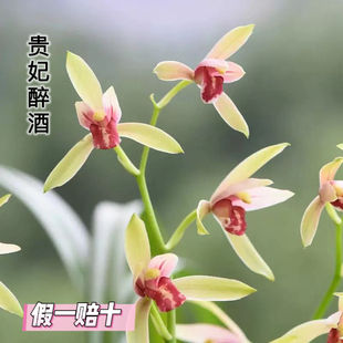 贵妃醉酒兰花苗建兰四季兰夏秋带花苞浓香型室内花卉绿植盆栽好养