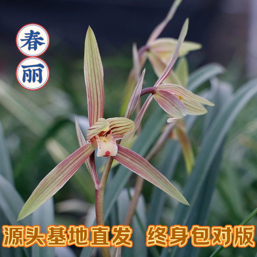春兰【春丽】兰花苗秋冬带花苞浓香型室内绿植盆栽花卉新手好养