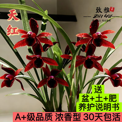 建兰天红四季兰花苗花苞室内好养浓香花卉盆栽绿植客厅阳台大花