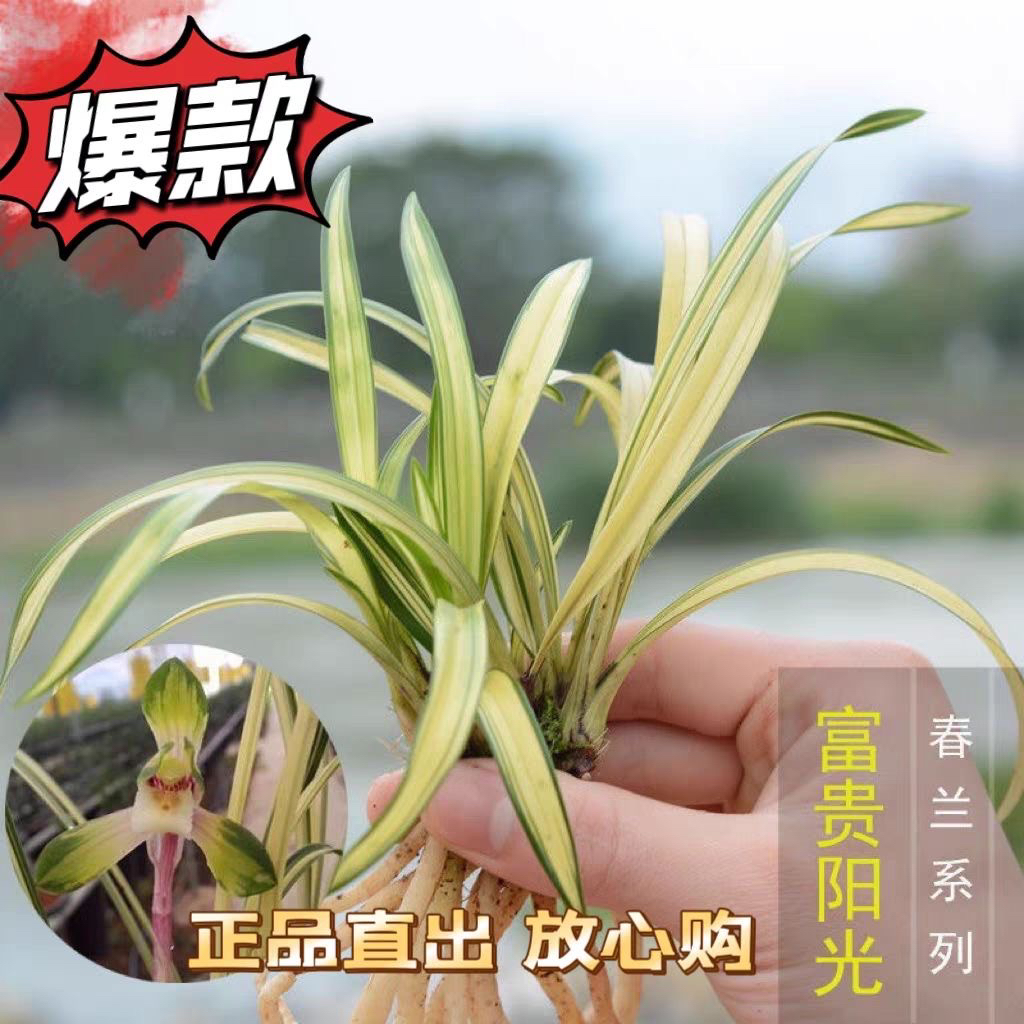 富贵阳光达摩南洋之松盆栽兰花苗黄金中透精品春兰开花浓香型好养