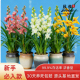 新手必入套餐 兰花苗浓香型室内花卉盆栽绿植好养易活送礼