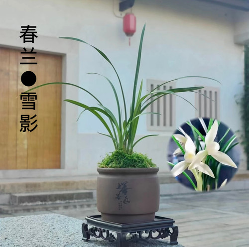 千古名贵兰花春兰雪影浓香型素花高档室内客厅盆栽花卉绿植好养