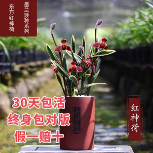 墨兰东方红神荷春节前后花期荷瓣花浓香型绿植兰花盆栽铭品新手