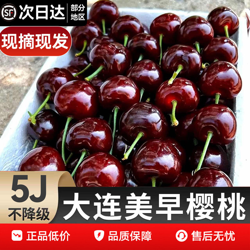 大连美早大樱桃新鲜水果包邮5斤礼盒当季整箱3j山孕妇东5j车厘子4