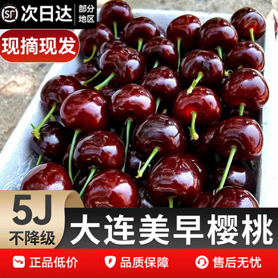 大连美早樱桃已卖99w+