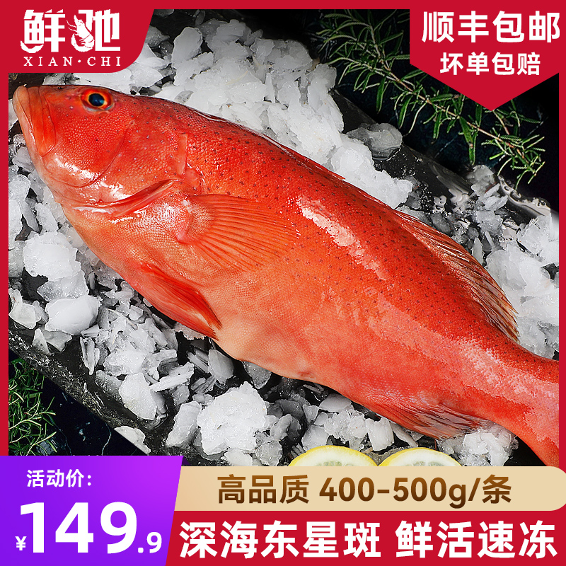 深海东星斑大红鱼鲜活冷冻