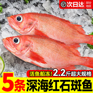 红石斑鱼鲜活冷冻超大红鱼龙胆富贵鱼深海鲈鱼多宝鱼新鲜海鲜水产
