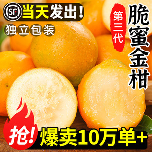 广西融安脆蜜金桔正宗脆蜜金柑当季水果纯甜第三代大金桔5A级果王