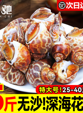 花螺鲜活新鲜海螺特大号海鲜水产鲜活鲜冻冷冻东风螺特大花螺贝类