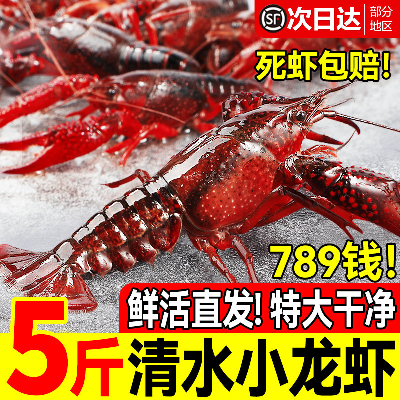 清水鲜活小龙虾789钱特大5斤整箱10斤商用批发新鲜稻田虾大虾3斤