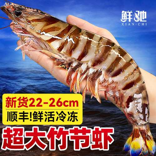 顺丰日达！巨型竹节虾特大九节虾
