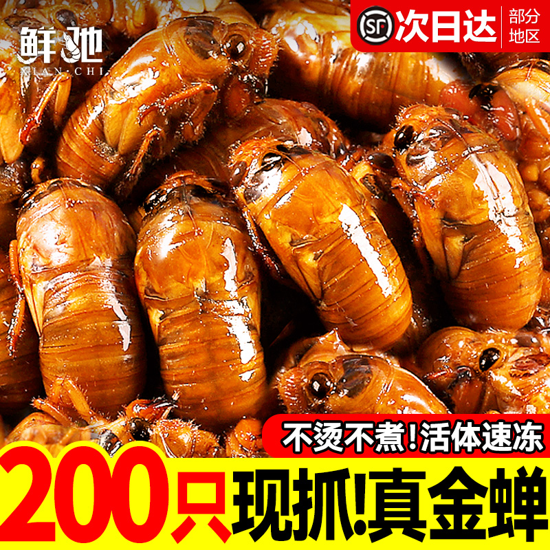 2025年新货知了猴活冻万人回购！